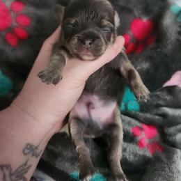 Arley - Blue and tan male Chihuahua puppy in Ashtabula, Ohio from Paw's & Awe's Chihuahuas