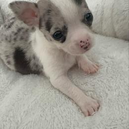 Mini Ms Blue eyes 3-4lb 6700 - Merle female Chihuahua puppy in Las Vegas, Nevada from Quality Poms Chihuahua Yorkies of Las vegas