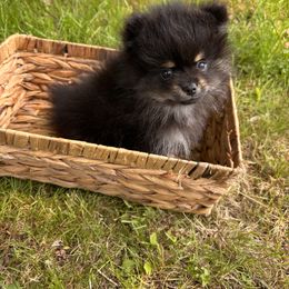 Pomeranian Puppies from Maine Pom’s