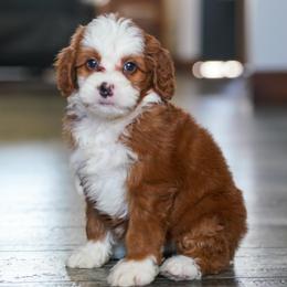 Allie - Red female Bernedoodle puppy in Dundee, Ohio from Down Home Doodle