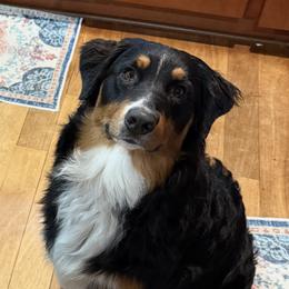 Australian Shepherd All Grown Up from Muckalee Lane Aussies