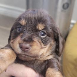 Girl 1 - Chocolate and tan female Dachshund puppy in Paradise, Texas from C and J Minis