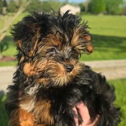 Damar - Black and tan male Yorkipoo puppy in Lebanon, Kentucky from Mosaic Merle Doodles