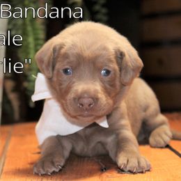 Labrador Retriever Puppies from Silver Dollar Labs