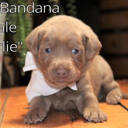 Labrador Retriever Puppies from Silver Dollar Labs