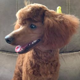 Rosabelle - Poodle