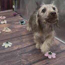 Chocolate Based Cream Wirehair Female - Cream female Dachshund puppy in Killeen, Texas from Southern Dachshunds