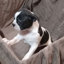 Boston Terrier Puppies from Park Kennel