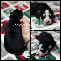 Sally - Black and white female Pomsky puppy in Rossville, Georgia from Scenic City Pomskies