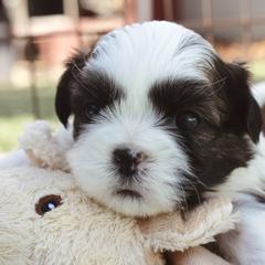 Panda - Brown female Shichon puppy in Pennsylvania from Manor Hills Shih Tzus