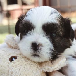 Panda - Brown female Shichon puppy in Pennsylvania from Manor Hills Shih Tzus