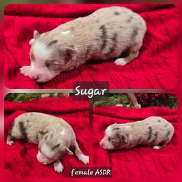Sugar - Red merle female Miniature Australian Shepherd puppy in Paris, Texas from Blue Envy Mini Aussies