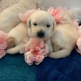 Chihuahua and Labrador Retriever Puppies from Cranbrook Kennels