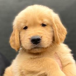 Boy 1 - Golden Retriever puppy from Bear State Goldens