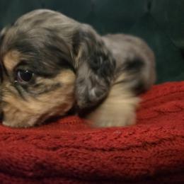 Dachshund Puppies from 4H Farms Dachshunds