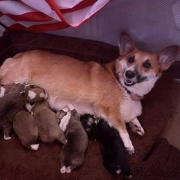 Halo - Pembroke Welsh Corgi