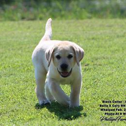 Bella - Boy 1 - Yellow male Labrador Retriever puppy in Point, Texas from Lakylu Kennels