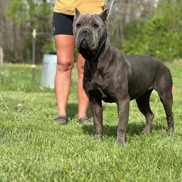 Stella - Cane Corso