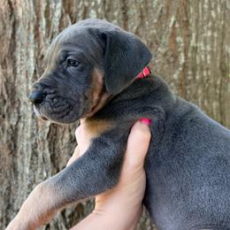 Pink collar - Blue female Great Dane puppy in Ider, Alabama from Sand Mountain Danes LLC