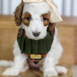 Snow White - Parti female Goldendoodle puppy in Warsaw, Ohio from Lovabledoodles