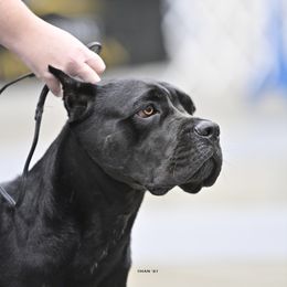 DJ - Cane Corso
