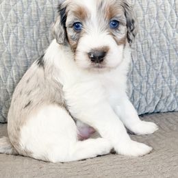 Bay Leaf - Blue merle male Aussiedoodle puppy in Henry, Illinois from Rowe Farms Doodles