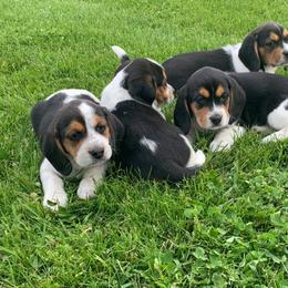 Beagle Puppies from Bachman’s Kennel