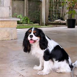 Lola - Cavalier King Charles Spaniel