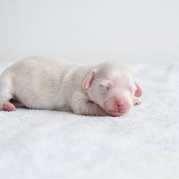 Boy 4 - Cream male Dachshund puppy in Martinsville, Virginia from Ana’s Beautiful Doxies