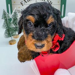 Aussiedoodle, Australian Mountain Doodle, and Bernedoodle Puppies from Magnolia Grove Farms