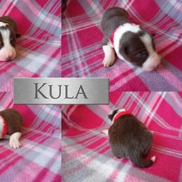 Kula - White and red female Border Collie puppy in Max, Nebraska from Stag Valley Homestead