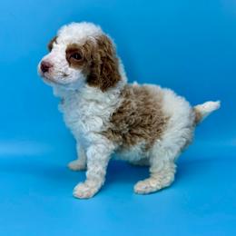 Cranberry - Parti female Poodle puppy in Greeneville, Tennessee from Smokey Mountain Sheepadoodles