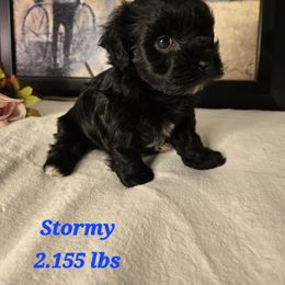 Bella - Black female Havanese puppy in Trinity, Alabama from Tooties Cuties Havanese