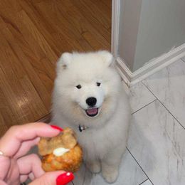Samoyed Puppies from Mountain Laurel Samoyeds