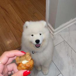Samoyed Puppies from Mountain Laurel Samoyeds