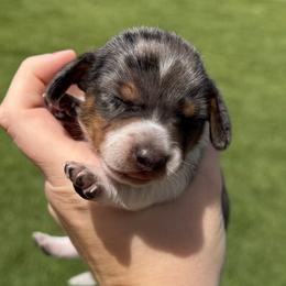Dachshunds from BJGM Dachshunds
