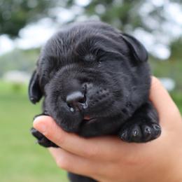 OAK - Black male Labrador Retriever puppy in Camden, Indiana from Prebleridge Acres