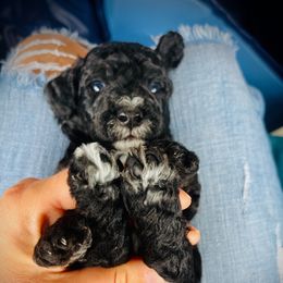 Poodle Puppies from Reuter Clan Poodles