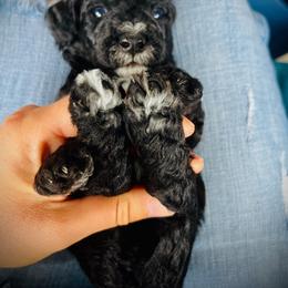 Poodle Puppies from Reuter Clan Poodles