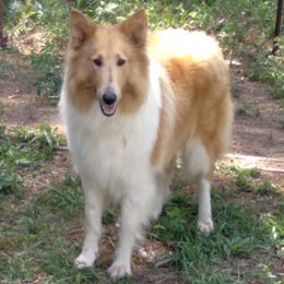 Collies from Southern Country Collies