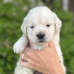 Red Collar Boy - Light golden male Golden Retriever puppy in Utah from Deseret Peak Goldens