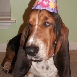 Basset Hound Puppies from Hudson's Hounds