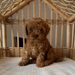 AKC Chance - Red  male Poodle puppy in Tampa, Florida from The Sweet Life of a Toy Poodle