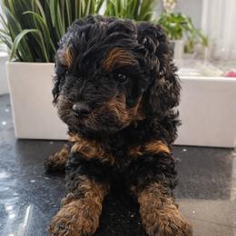 Luke - Phantom male Poodle puppy in Pompano Beach, Florida from Quality Care Poodles