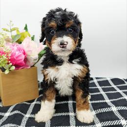 Frisky - Tri-color female Bernedoodle puppy in Granton, Wisconsin from Rose River Farms