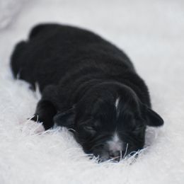 Opal - Black tri female Miniature American Shepherd puppy in Chocowinity, North Carolina from Foxtail Hollow