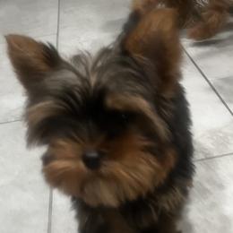 Yorkshire Terriers from Pooch Perfect Puppies