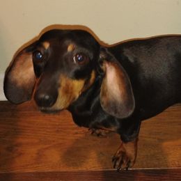 Dobby - Dachshund