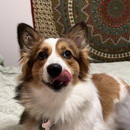 Maia - Pembroke Welsh Corgi