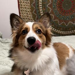 Maia - Pembroke Welsh Corgi